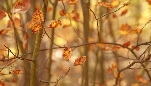 Laubfegen: Was Hauseigentümergemeinschaften wissen müssen